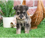 Small #5 Schnauzer (Miniature)