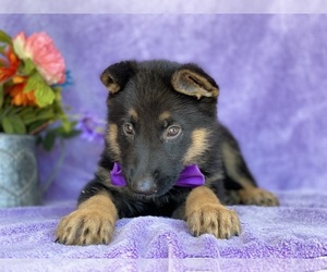 German Shepherd Dog Puppy for sale in LANCASTER, PA, USA