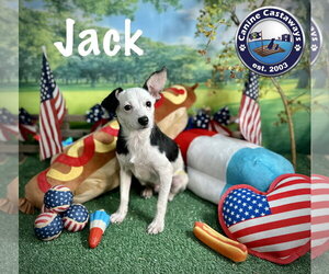 Jack - Male Taco Terrier Dog for Adoption - Photo #3