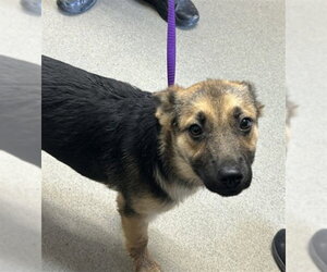 German Shepherd Dog-Unknown Mix Dogs for adoption in San Bernardino, CA, USA