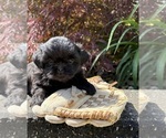 Small #1 Shih Tzu