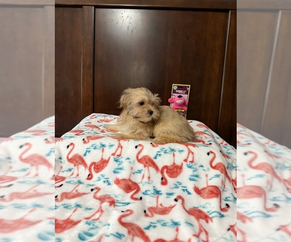 Medium Photo #1 Mal-Shi Puppy For Sale in BENSON, NC, USA
