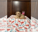 Image preview for Ad Listing. Nickname: Poppy