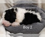 Puppy 4 Saint Berdoodle