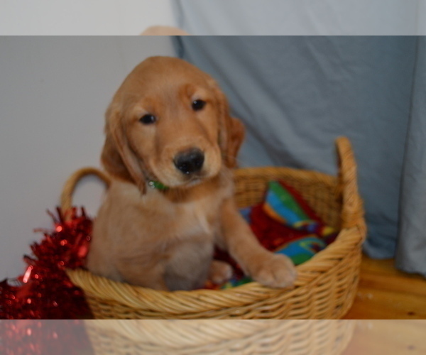 Medium Photo #1 Golden Retriever Puppy For Sale in GREENWOOD, WI, USA