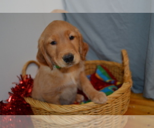 Golden Retriever Puppy for sale in GREENWOOD, WI, USA