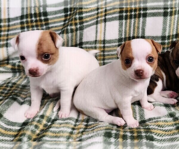 Medium Photo #4 Chihuahua Puppy For Sale in MOUNT AIRY, NC, USA