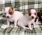 Small #3 Chihuahua