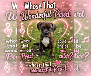 Box-a-Pug Dogs for adoption in Springdale, PA, USA