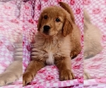 Puppy Rocky Golden Retriever