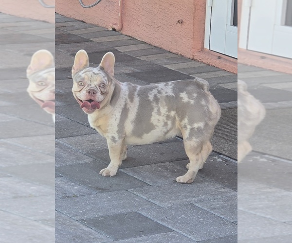 Medium Photo #1 French Bulldog Puppy For Sale in NORTH PORT, FL, USA