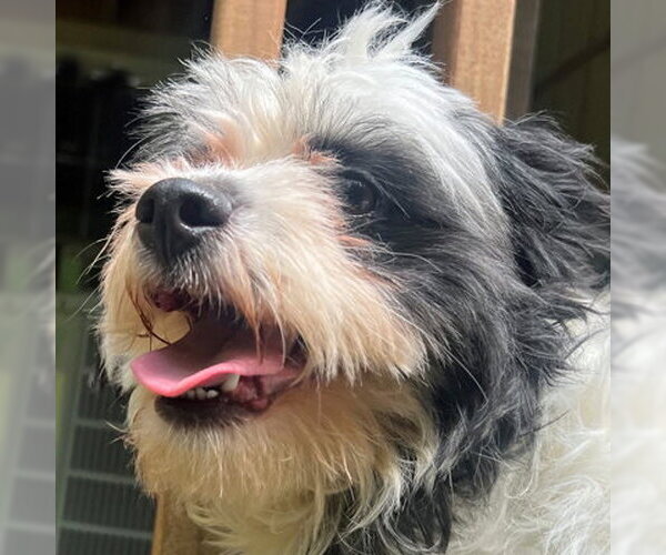 Medium Photo #5 Lhasa Apso-Unknown Mix Puppy For Sale in Arlington, VA, USA
