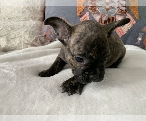 Medium Photo #11 French Bulldog Puppy For Sale in JOHNS ISLAND, SC, USA