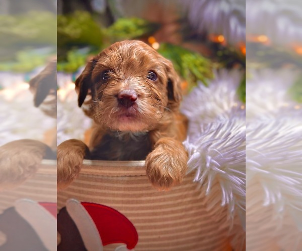 Medium Photo #1 Sheepadoodle Puppy For Sale in BUFFALO, MN, USA