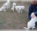 Small Great Pyrenees