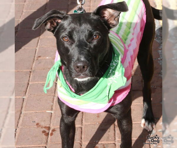 Medium Photo #6 Labrador Retriever-Retriever  Mix Puppy For Sale in Washington, DC, USA