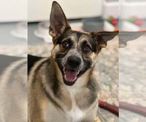 German Shepherd Dog-Unknown Mix Dogs for adoption in Visalia, CA, USA