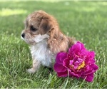Small #5 Morkie