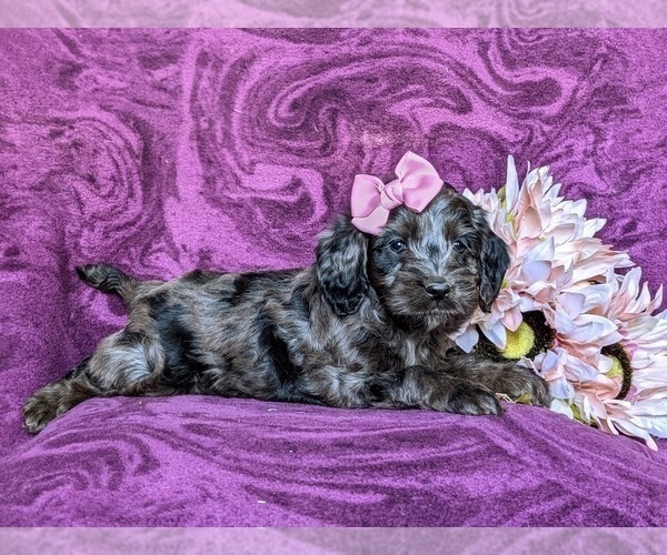 Medium Photo #5 Cockapoo Puppy For Sale in KIRKWOOD, PA, USA