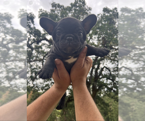 French Bulldog Puppy for Sale in OAKLAND, Oregon USA