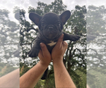 Small French Bulldog