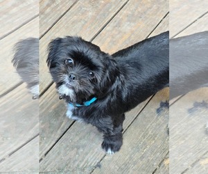 Shih Tzu Dogs for adoption in Hinckley, IL, USA