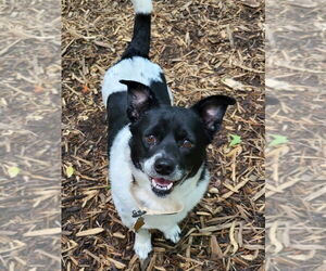 Pembroke Welsh Corgi-Unknown Mix Dogs for adoption in Ellijay, GA, USA