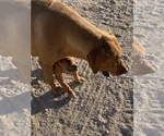 Small Photo #26 Rhodesian Ridgeback Puppy For Sale in MORONGO VALLEY, CA, USA
