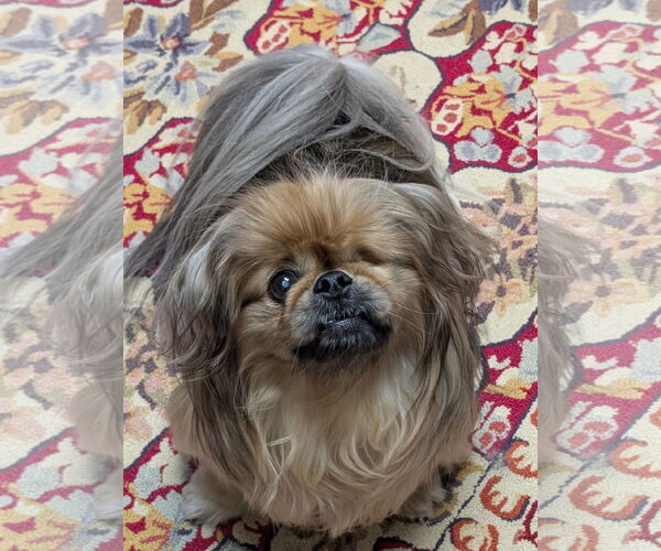 Medium Photo #3 Pekingese Puppy For Sale in Greensboro, NC, USA