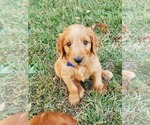 Puppy Nash light blue Goldendoodle