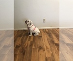 Small Photo #2 English Bulldog Puppy For Sale in CHANDLER, AZ, USA