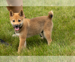 Small Photo #30 Shiba Inu Puppy For Sale in MILLERSBURG, IN, USA