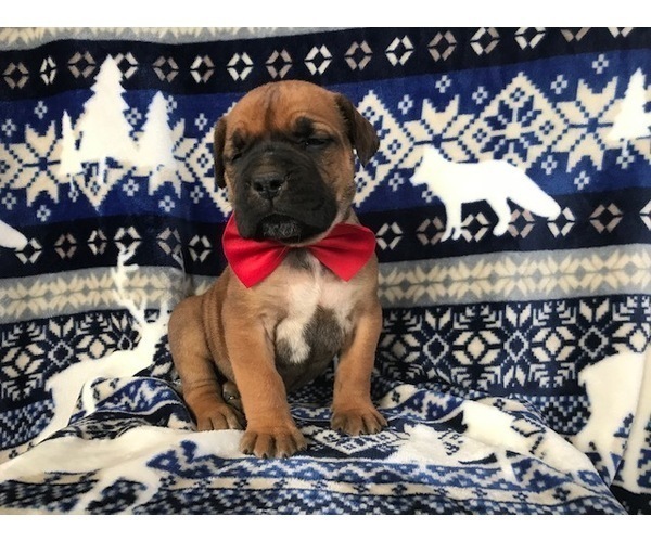 Medium Photo #17 Boerboel Puppy For Sale in CHRISTIANA, PA, USA