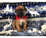 Small Photo #17 Boerboel Puppy For Sale in CHRISTIANA, PA, USA