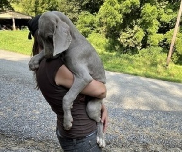 Medium Photo #167 Great Dane Puppy For Sale in SPRAGGS, PA, USA