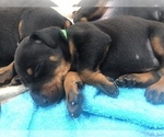 Small Photo #31 Doberman Pinscher Puppy For Sale in MACUNGIE, PA, USA