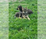 Small Photo #15 German Shepherd Dog Puppy For Sale in MOODY, MO, USA