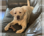 Small Photo #1 Labrador Retriever Puppy For Sale in LIBERTY, SC, USA