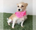 Small #1 Chihuahua Mix