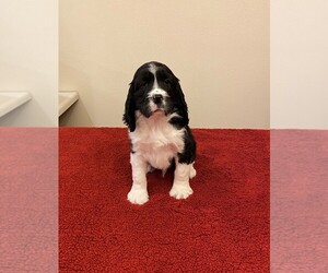 English Springer Spaniel Puppy for sale in BALTIC, SD, USA