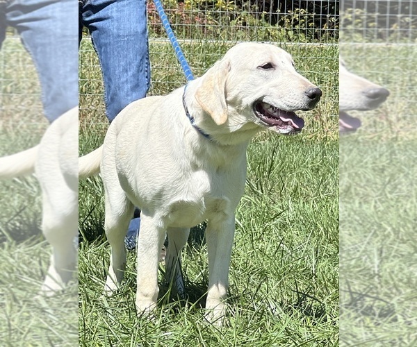 Medium Photo #1 Labrador Retriever Puppy For Sale in NEOLA, WV, USA