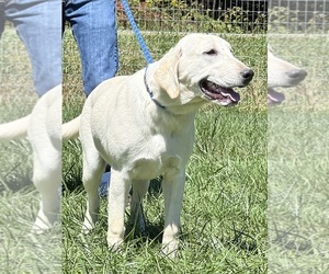 Mother of the Labrador Retriever puppies born on 04/11/2026