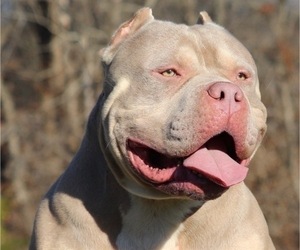 Father of the American Bully puppies born on 03/01/2020