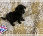 Penny - Female Poodle (Toy)-Sheepadoodle Mix Puppy for Sale - Small photo