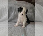 Small Photo #6 Sheepadoodle Puppy For Sale in TAYLOR, MI, USA