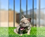 Small #13 French Bulldog