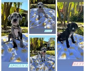 Great Dane Puppy for sale in LARGO, FL, USA