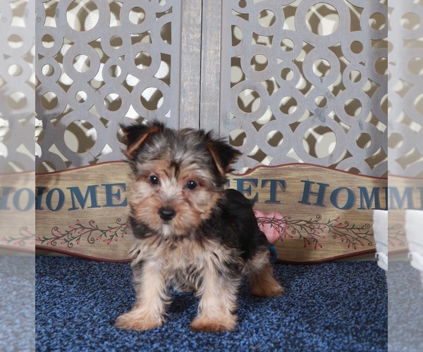 Medium Photo #4 Yorkshire Terrier Puppy For Sale in MOUNT VERNON, OH, USA