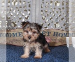 Small #3 Yorkshire Terrier