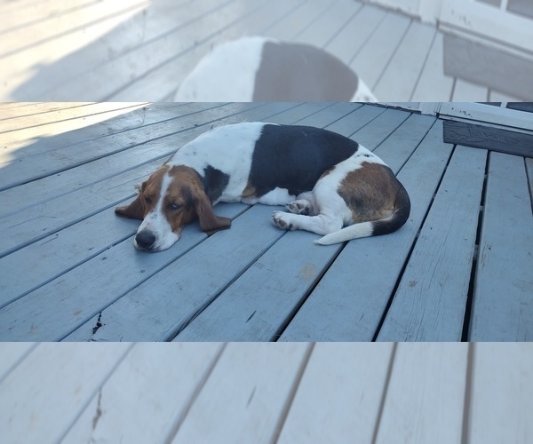 Medium Photo #1 Basset Hound Puppy For Sale in PORTLAND, TN, USA